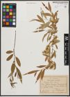 Foto von Salix tominii Dode